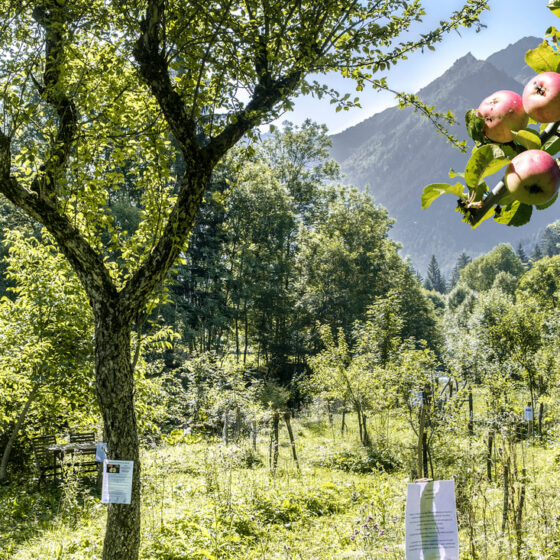 Pommes mûres au premier plan et sommet de montagne au fond du verger
