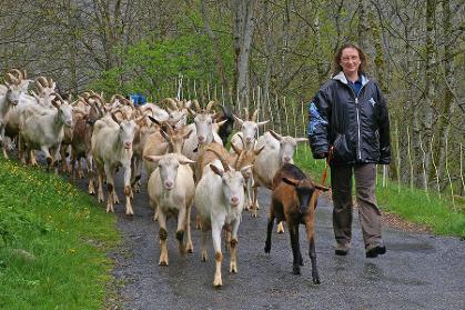 Troupeau de chèvres conduit sur une route bordée d'arbres