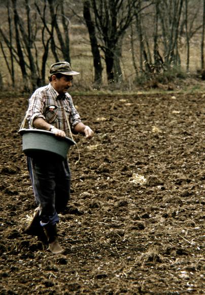 Semeur à la volée, le semoir de toile en bandoulière, dans un champ labouré