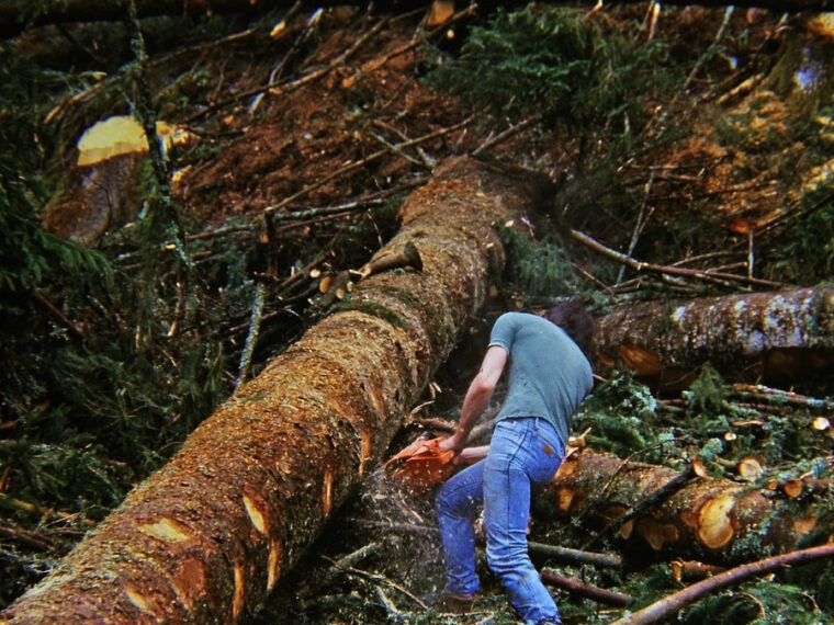 Bûcheron ébranchant un tronc abattu, en pleine forêt