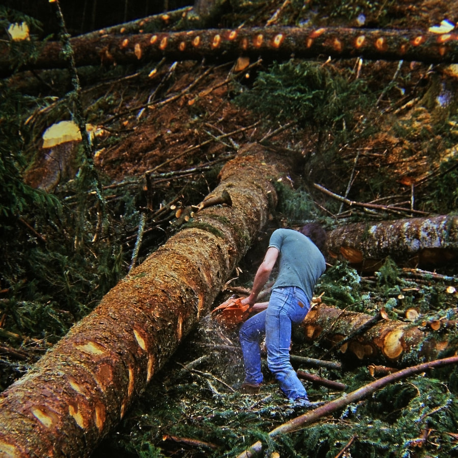 Bûcheron ébranchant un tronc abattu, en pleine forêt